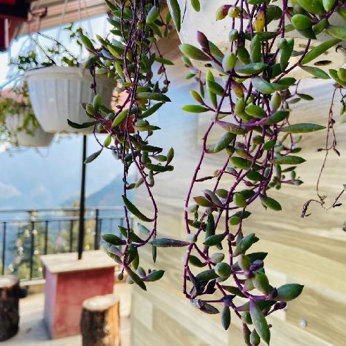 best budget homestays in mussoorie